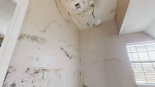 Dehumidification Services in Grinnell, IA