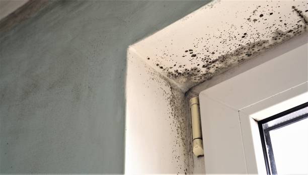 Best Post-Construction Mold Inspection  in Grinnell, IA
