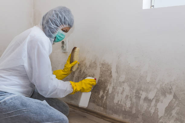 Best Mold Damage Restoration  in Grinnell, IA