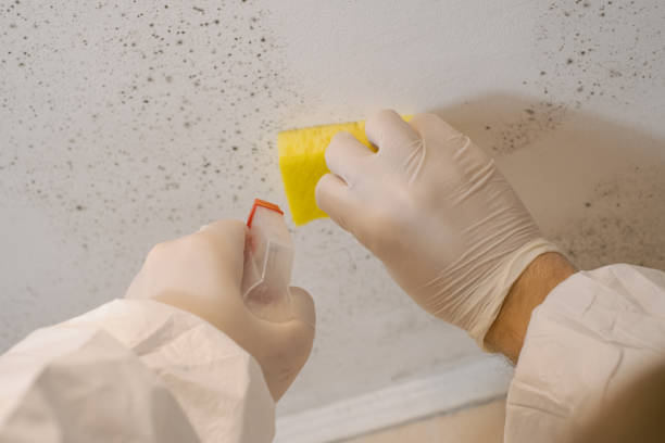 Trusted Grinnell, IA Mold Removal Experts